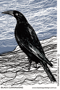 Black Currawong Tea Towel