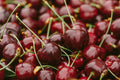 Tasmanian Cherries - Extra Large (32-34mm)