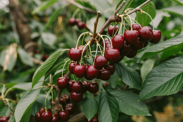 Tasmanian Cherries - Extra Large (32-34mm)