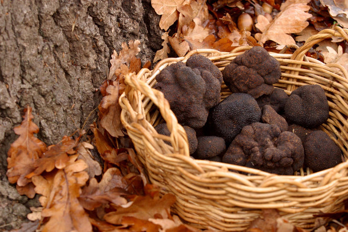 Tasmanian Truffles First Grade - Tasmanian Gourmet Online